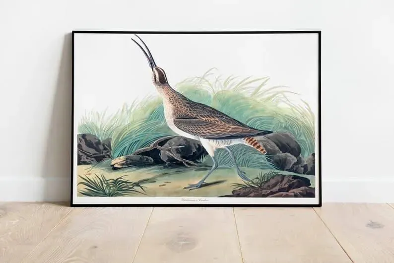 Vintage Bird Art Prints| Bird Poster