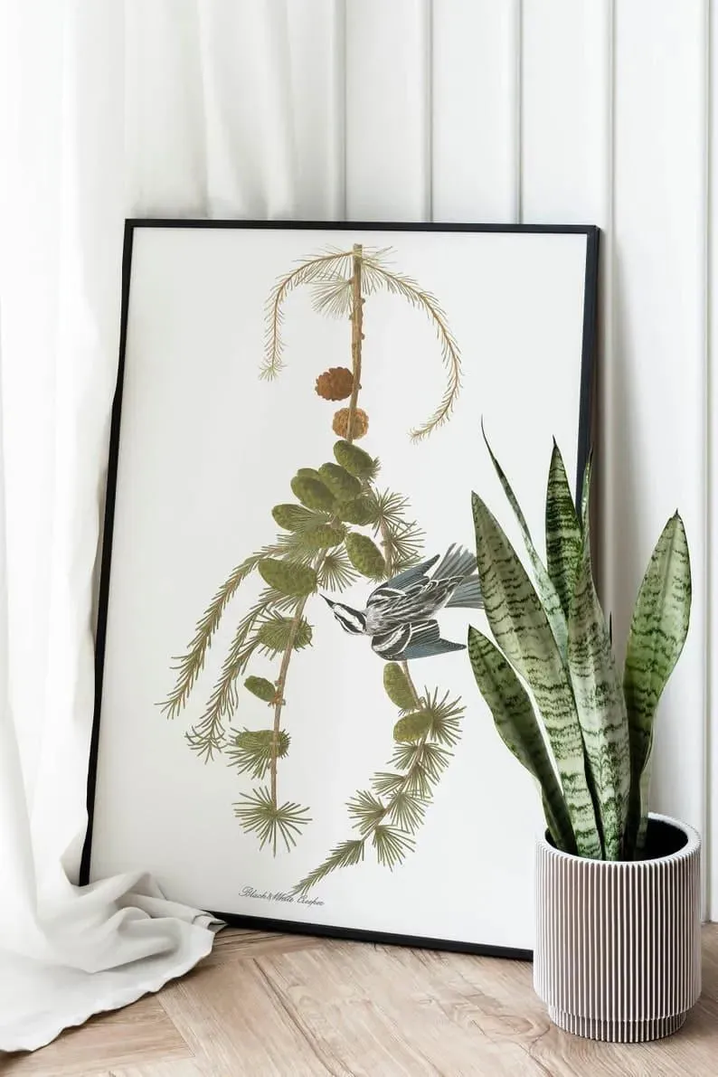 Vintage Bird Art Prints| Bird Poster