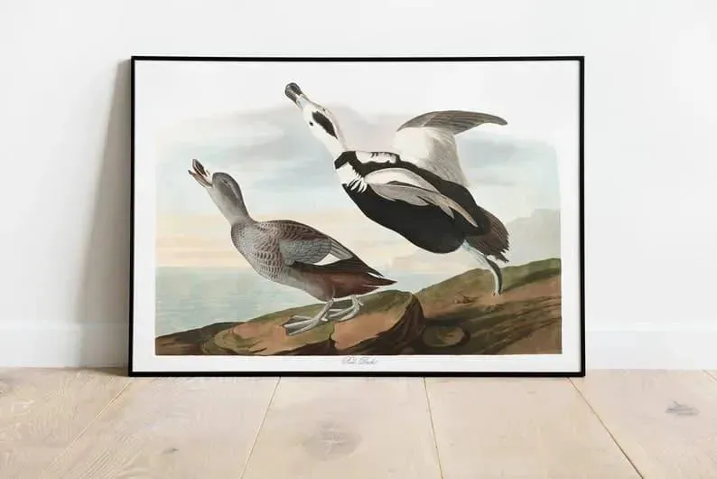 Vintage Bird Art Prints| Bird Poster