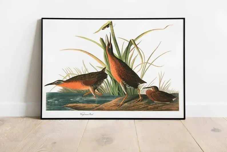 Vintage Bird Art Prints| Bird Poster