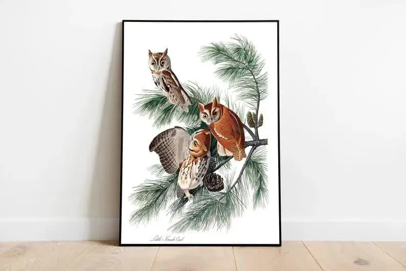 Vintage Bird Art Prints| Bird Poster