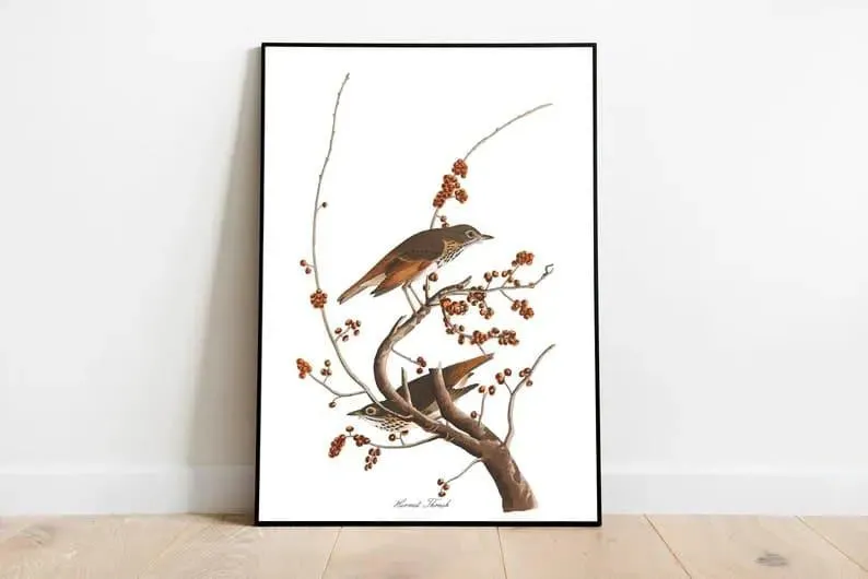 Vintage Bird Art Prints| Bird Poster