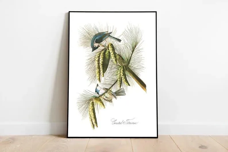 Vintage Bird Art Prints| Bird Poster