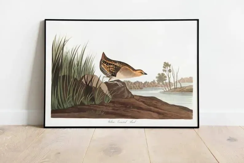 Vintage Bird Art Prints| Bird Poster