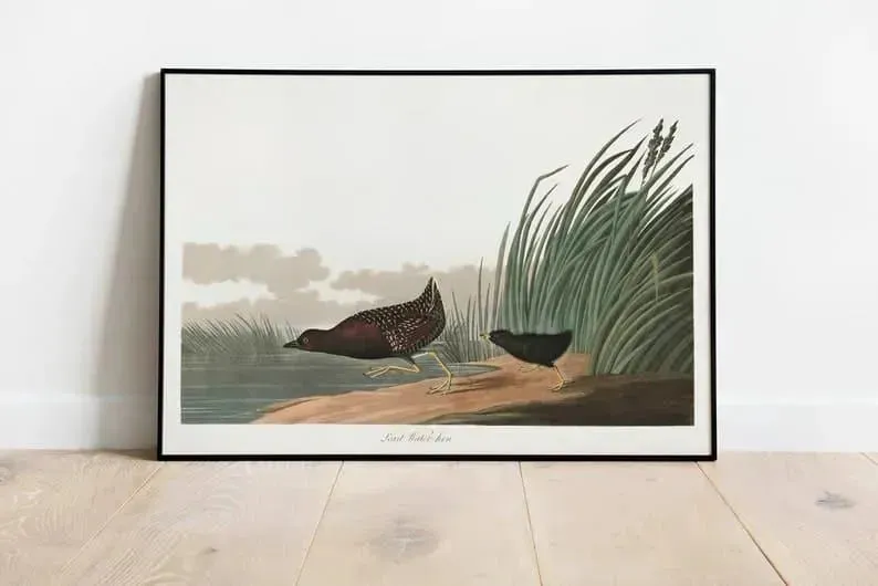Vintage Bird Art Prints| Bird Poster
