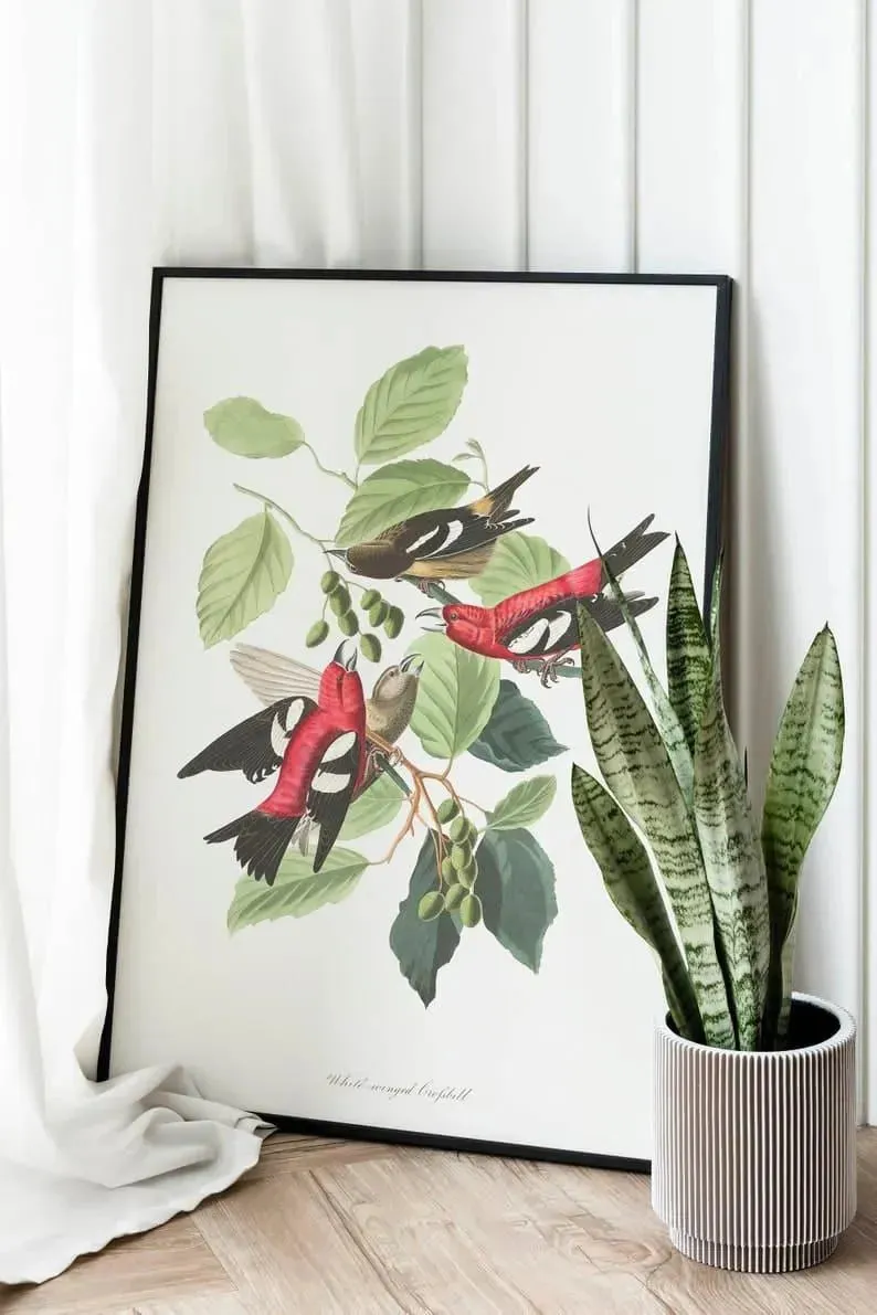 Vintage Bird Art Prints| Bird Poster