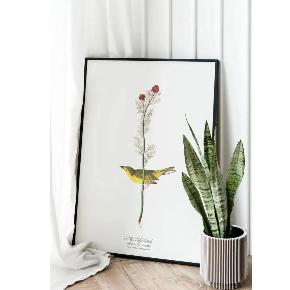 Vintage Bird Poster Art Prints