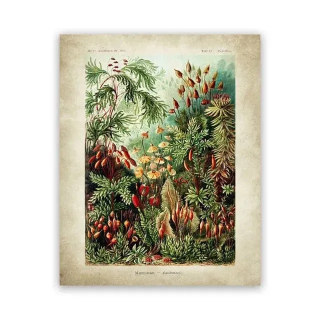 Vintage Ernst Haeckel Biology Botanical Wall Art