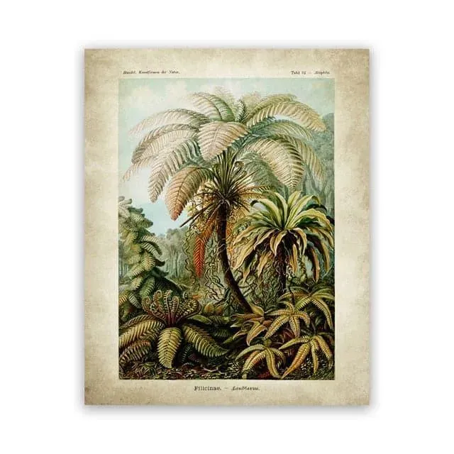 Vintage Ernst Haeckel Biology Botanical Wall Art